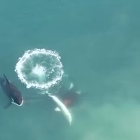 Pieķerti slepkavības brīdī – beidzot nofilmēts, kā zobenvaļi nogalina biedējošo okeāna plēsoņu