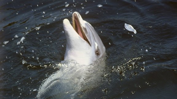 delfins dolphin