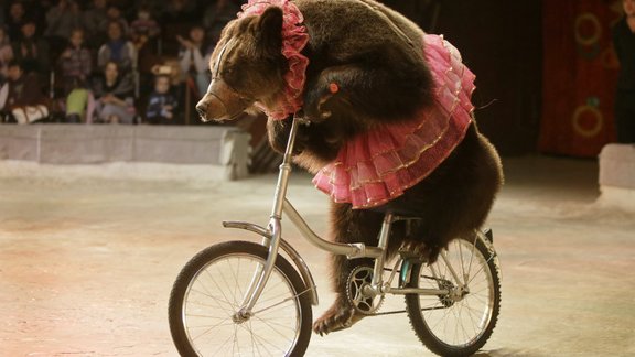 bear on bike in Circus 