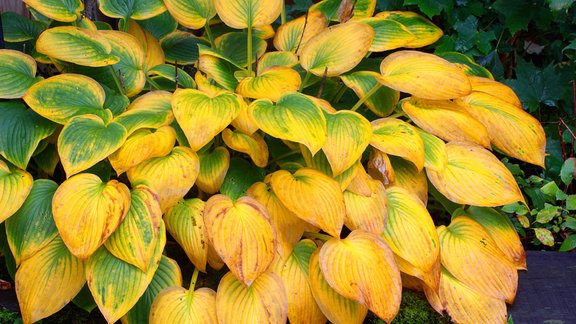 hosta rudens