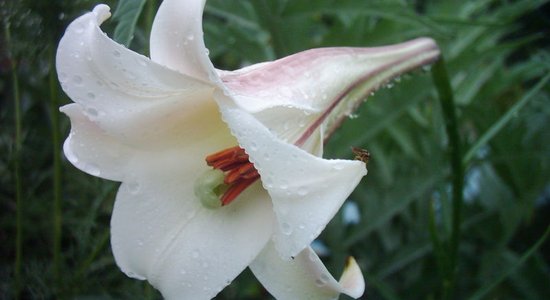 Graciozā un aromātiskā Taivānas lilija, kas aug arī dārzos Latvijā