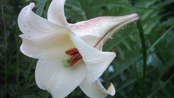 Taivānas lilija, Formosa lilija, lilija, lilijas Foto: Gunta Karitone