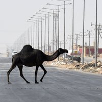 Saūda Arābijā cels milzu izklaides pilsētu