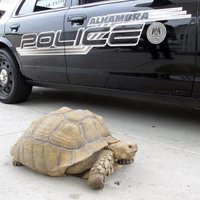 ASV policija pēc pakaļdzīšanās aizturējusi lielu bruņurupuci