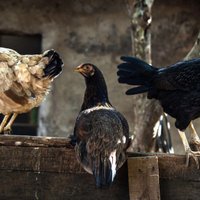 Postošs ugunsgrēks kūtī Ohaio nogalinājis 22 tūkstošus vistu