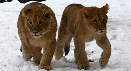 Rīgas zoo lauvēniem Teikai un Varim jau seši mēneši