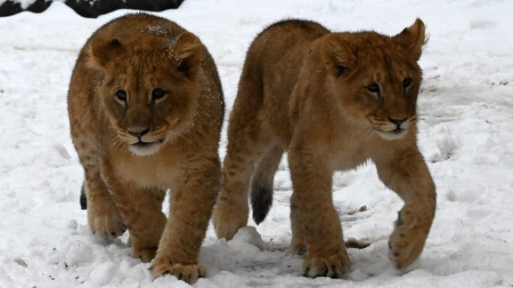 Rīgas zoo lauvēniem Varim un Teikai pusgads - 29