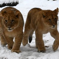 Rīgas zoo lauvēniem Teikai un Varim jau seši mēneši
