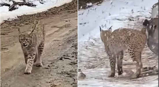 В соцсетях появилось видео с рысью, которая "метит" автомобиль. Эксперт не смог объяснить поведение животного