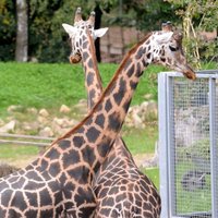 Самый тяжелый в зоопарке Риги жираф весит 1609 кг