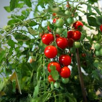 Lai laba tomātu raža – dārznieces ieteikumi stādu mēslošanai