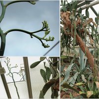 LU Botāniskajā dārzā ziedēs retums – Vēbera agave, kas izaugusi cauri siltumnīcas jumtam
