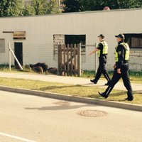 ФОТО, ВИДЕО: "Нашествие" диких свинок в Межциемсе - полиция взяла дело в свои руки