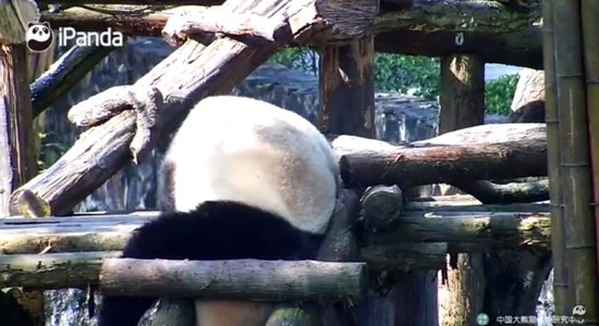 Video: Panda gandrīz iesprūst starp kāpņu redelēm