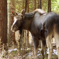 Alnis Jussis – jaunākais iemītnieks Līgatnes dabas takās