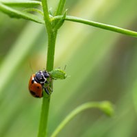 Kā dārzā piesaistīt derīgos kukaiņus, kas palīdzēs cīņā ar kaitēkļiem