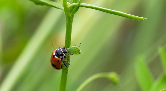 Kā dārzā piesaistīt derīgos kukaiņus, kas palīdzēs cīņā ar kaitēkļiem