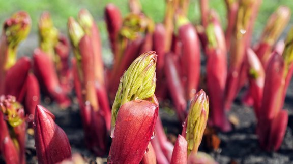 peonijas, peoniju stādi, peonija, peonijas pavasarī, peoniju asni, asns