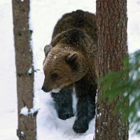 Igaunijā brīdina par lāču mošanos