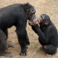 Шимпанзе признали опасными для человека