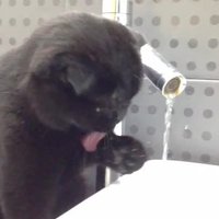 Video: Kaķis, kurš smalki lok no ūdenskrāna