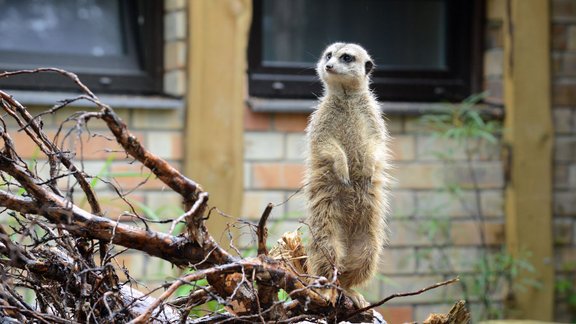 Atklāj surikatu jauno mītni Rīgas zoodārzā - 7