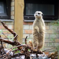 Foto: Rīgas zoodārza čaklie surikati draiskojas jaunā mītnē