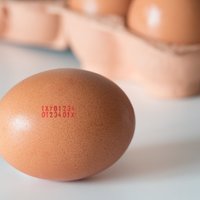 Компания с Украины продвигается с созданием крупнейшего производства яиц в Латвии