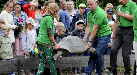 Foto: Galapagu bruņrupuču svēršana Rīgas zoodārzā