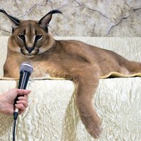 ФОТО, ВИДЕО: Большой Шлепа, русский кот. Он же Гоша. Он же мем