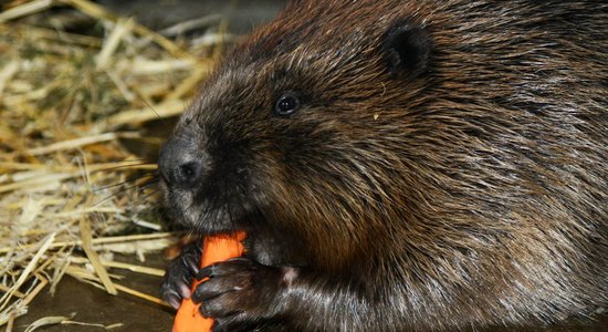 Rīgas zoo bebrs Čāpiņš dodas 'precībās' uz Nīderlandi