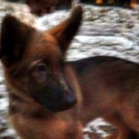 Krievija grib Francijai dāvināt kucēnu Dobriņu Parīzē nošautā policijas suņa vietā