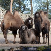19 мая вновь откроется Рижский зоопарк