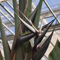 ФОТО: В ботаническом саду в Саласпилсе впервые расцвела редкая белая стрелиция