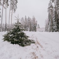 Ko der zināt, pirms brist pēc savas svētku eglītes Latvijas valsts mežos