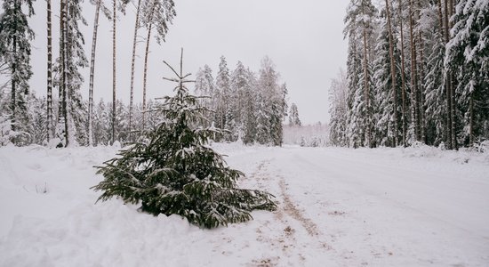 Ko der zināt, pirms brist pēc savas svētku eglītes Latvijas valsts mežos