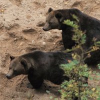 Лигатненские медведи кастрированы и доставлены в приют "Межавайроги"