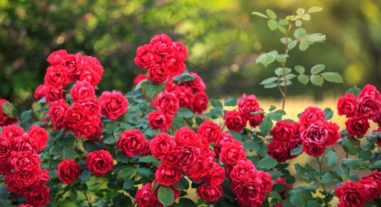 Rožu stādīšana un audzēšana vasarā: no stāda izvēles līdz bagātīgai ziedēšanai
