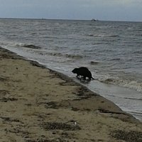 Foto: Vecāķu pludmalē peldas bebrs