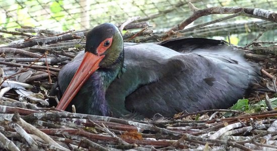 В Рижском зоопарке строится специальное гнездо для черных аистов