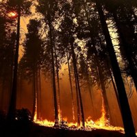 Серьезный пожар на границе с Латвией уничтожил 45 гектаров леса