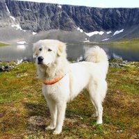 Četrkājainie kalnieši – suņu šķirnes, kuras radušas izdzīvot kilometriem virs jūras līmeņa