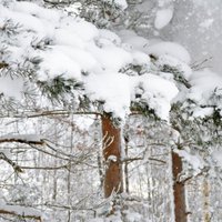 Valstij būtu svarīgi atpirkt mežus no Zviedrijas "Södra", uzskata premjere