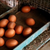 Latvijā nonākušas piesārņotās olas 32 kilogramu apjomā