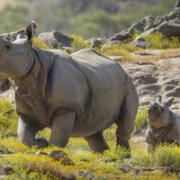 Умер последний в мире самец белого северного носорога