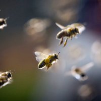 Mediķi slimnīcā nogādājuši biškopi, kuru sadzēlušas 20 bites