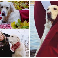 Patriotiskākais suns Latvijā – zeltainā Greisa, kas ķepas došanu uzskata par muļķīgu padarīšanu