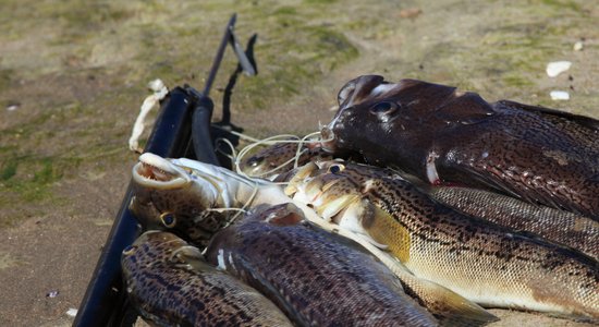 Zemūdens medības varēs piekopt jūrā un daļā iekšzemes ūdenstilpņu