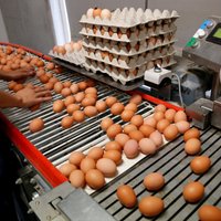 Как зараженные фипронилом яйца попали в европейские магазины