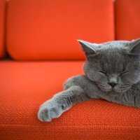 Video špikeris: kādu dīvānu izvēlēties kaķu saimniekiem
